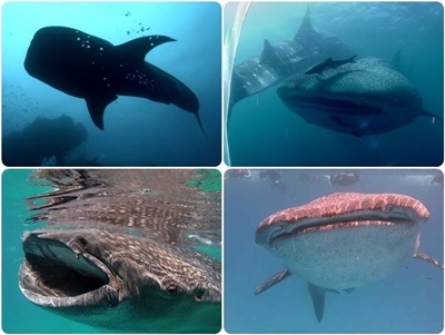 Snorkeling with whale sharks Philippines