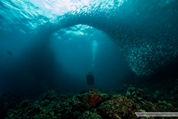 shoals of sardines philippines