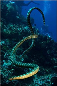 snake island bohol philippines