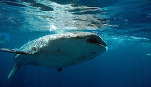 diving whale sharks philippines